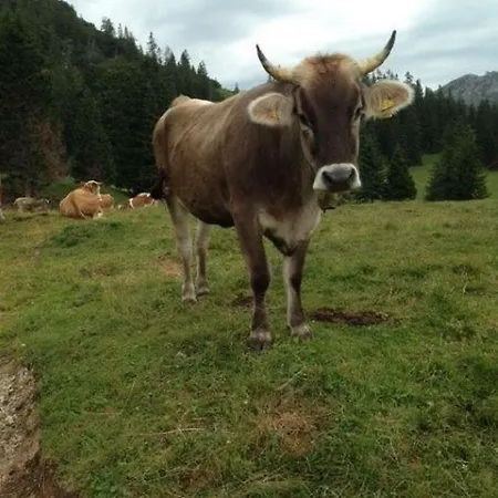 Beim Joaser