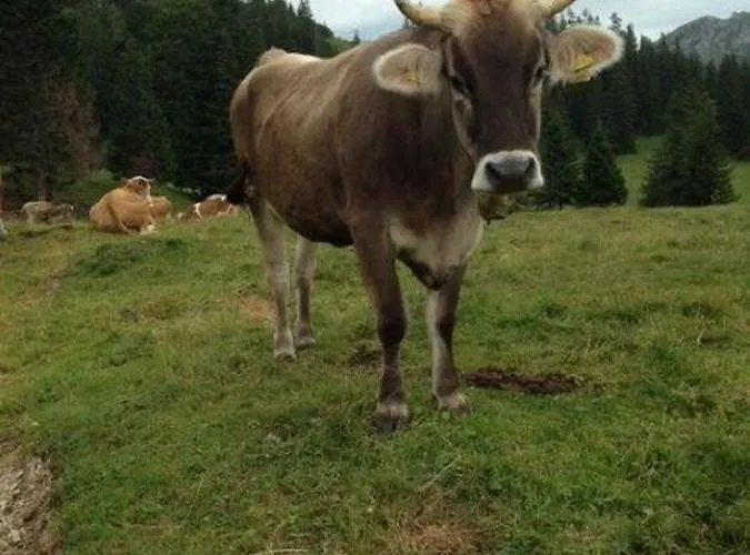 Beim Joaser